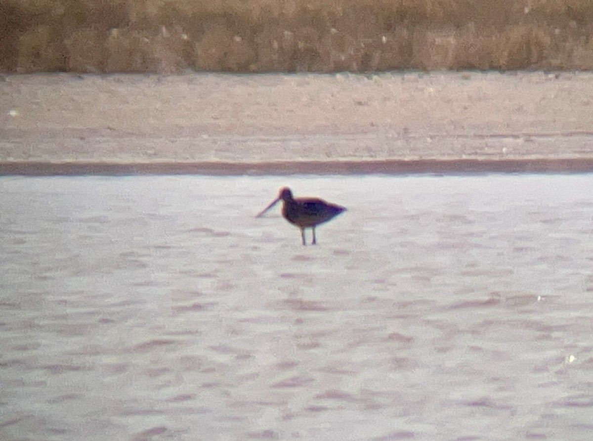 Marbled Godwit - ML646948003