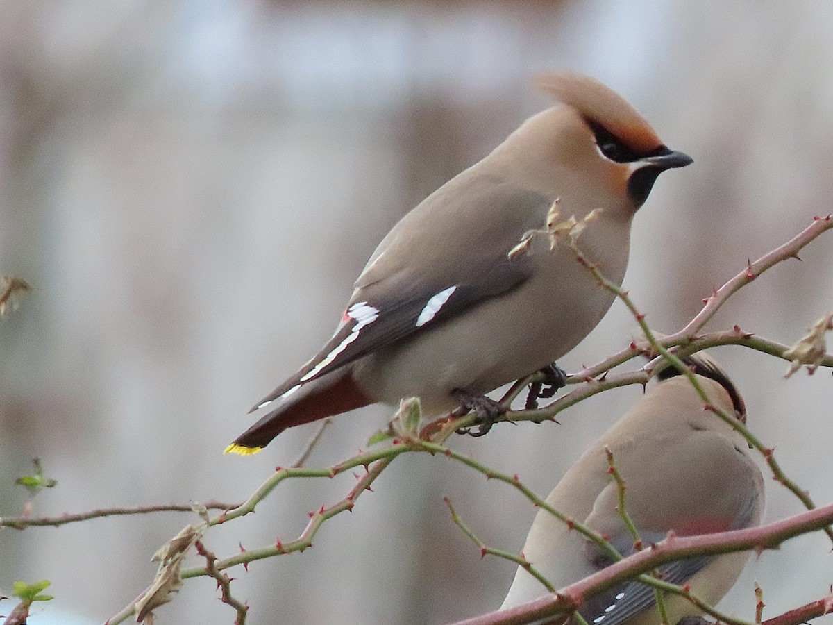 Buztanori boreala - ML646948004