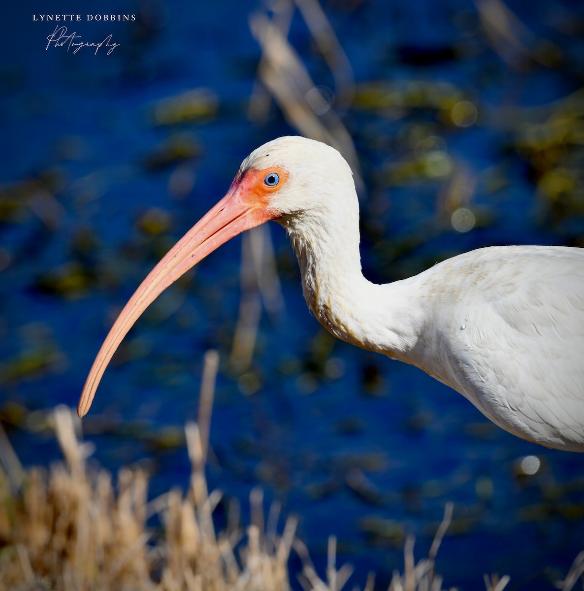White Ibis - ML646948008