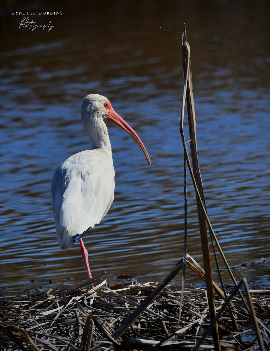 White Ibis - ML646948009