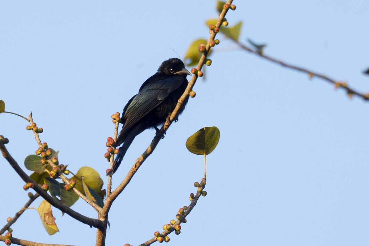 Hair-crested Drongo - ML646948011