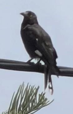 flétňák stračí - ML646948012