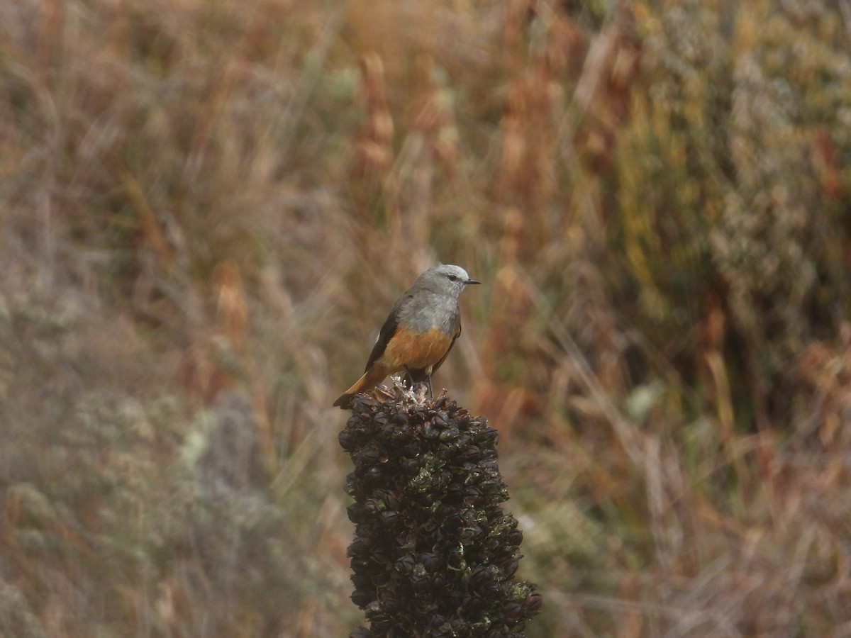 Birro Culirrojo - ML646948013