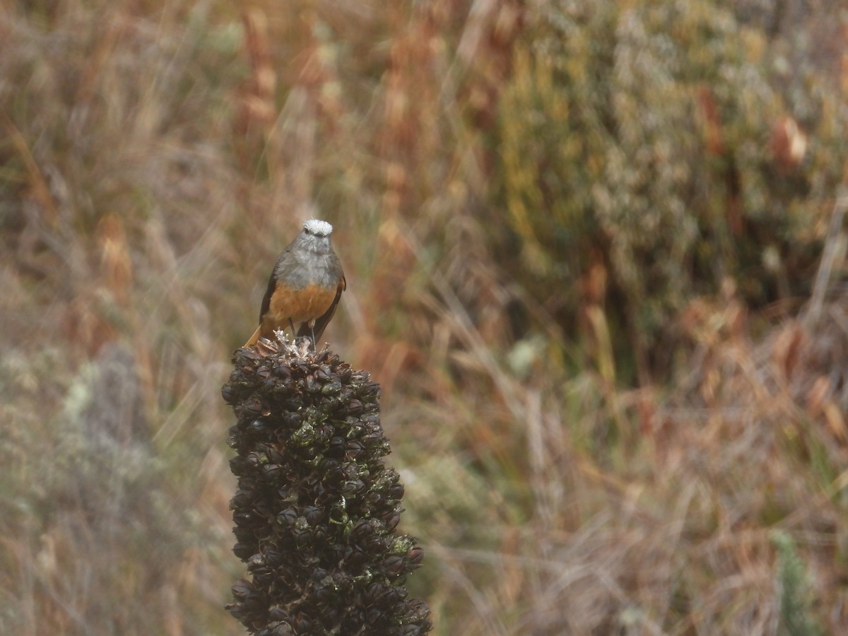 Birro Culirrojo - ML646948014