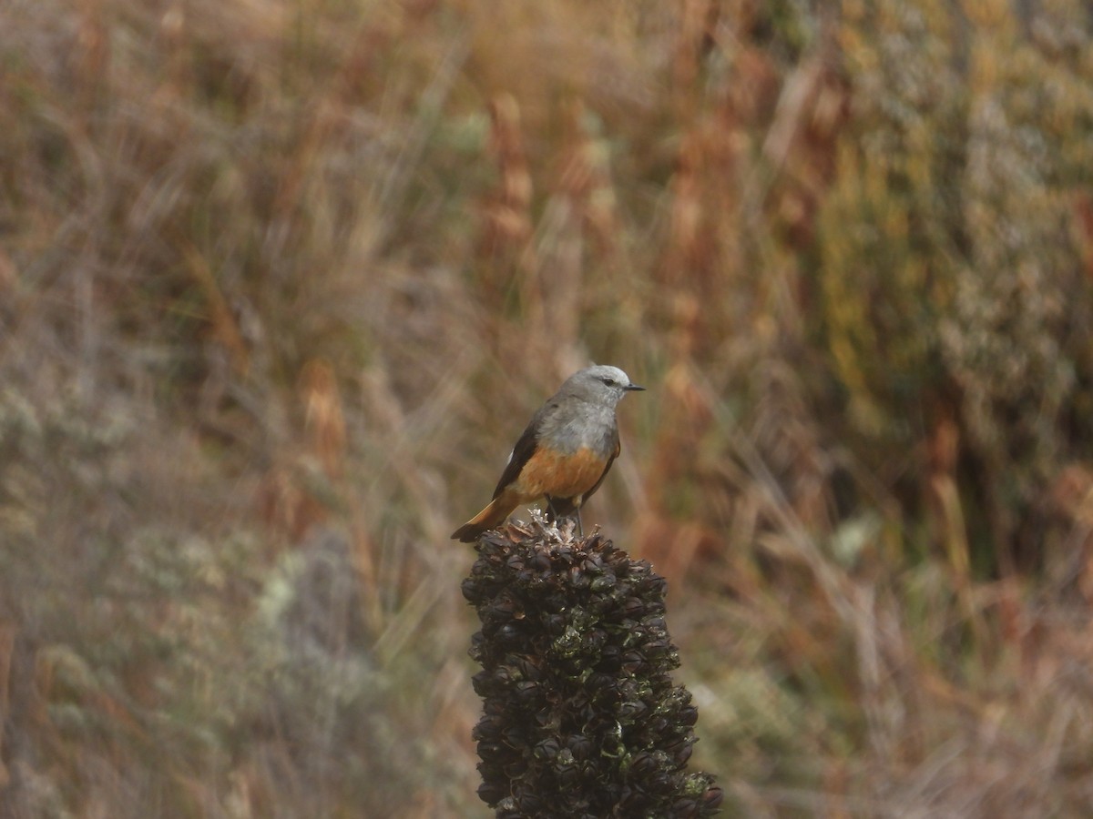 Birro Culirrojo - ML646948015