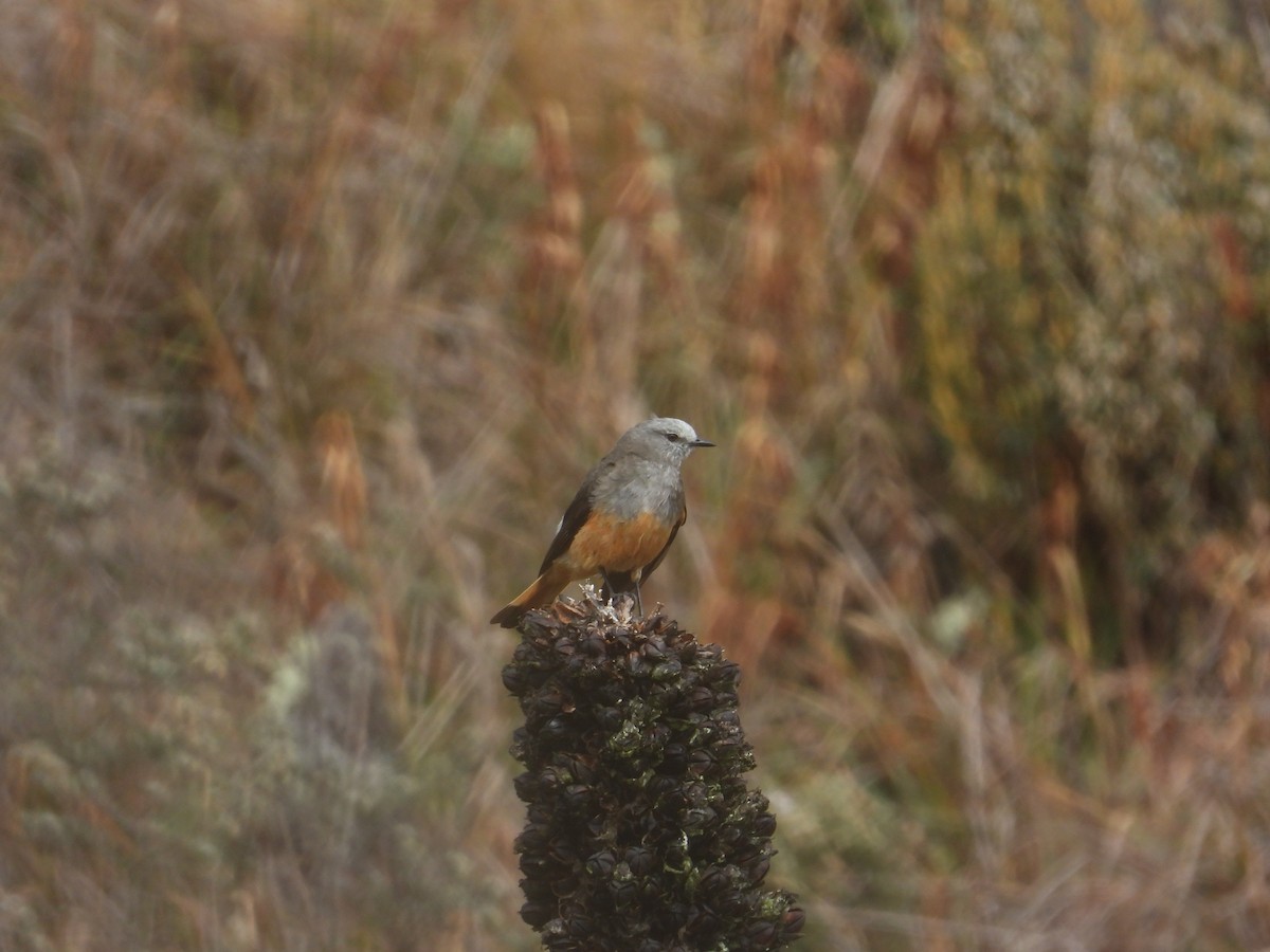 Birro Culirrojo - ML646948016