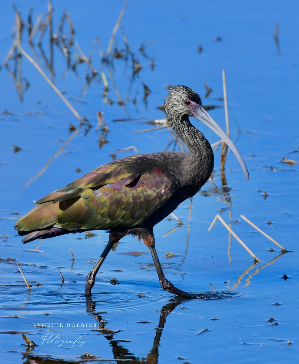White-faced Ibis - ML646948017