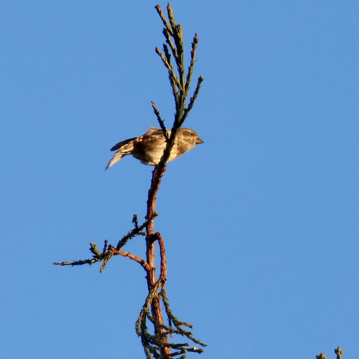 Purple Finch - ML646948018