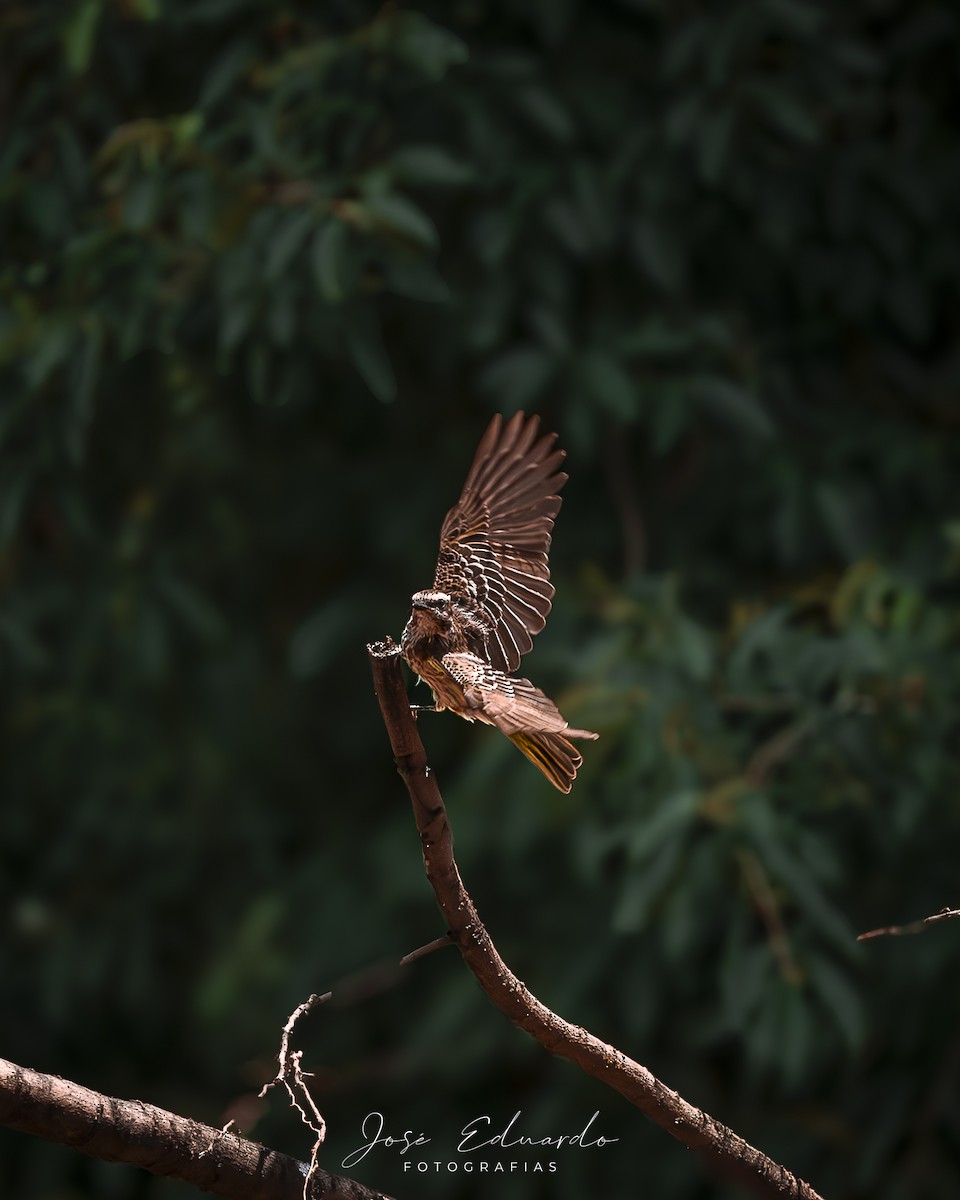 Variegated Flycatcher - ML646948019