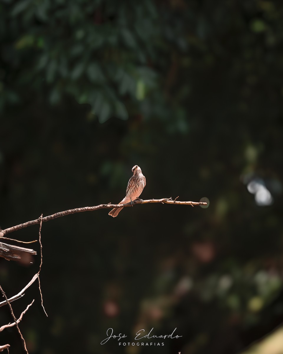 Variegated Flycatcher - ML646948020