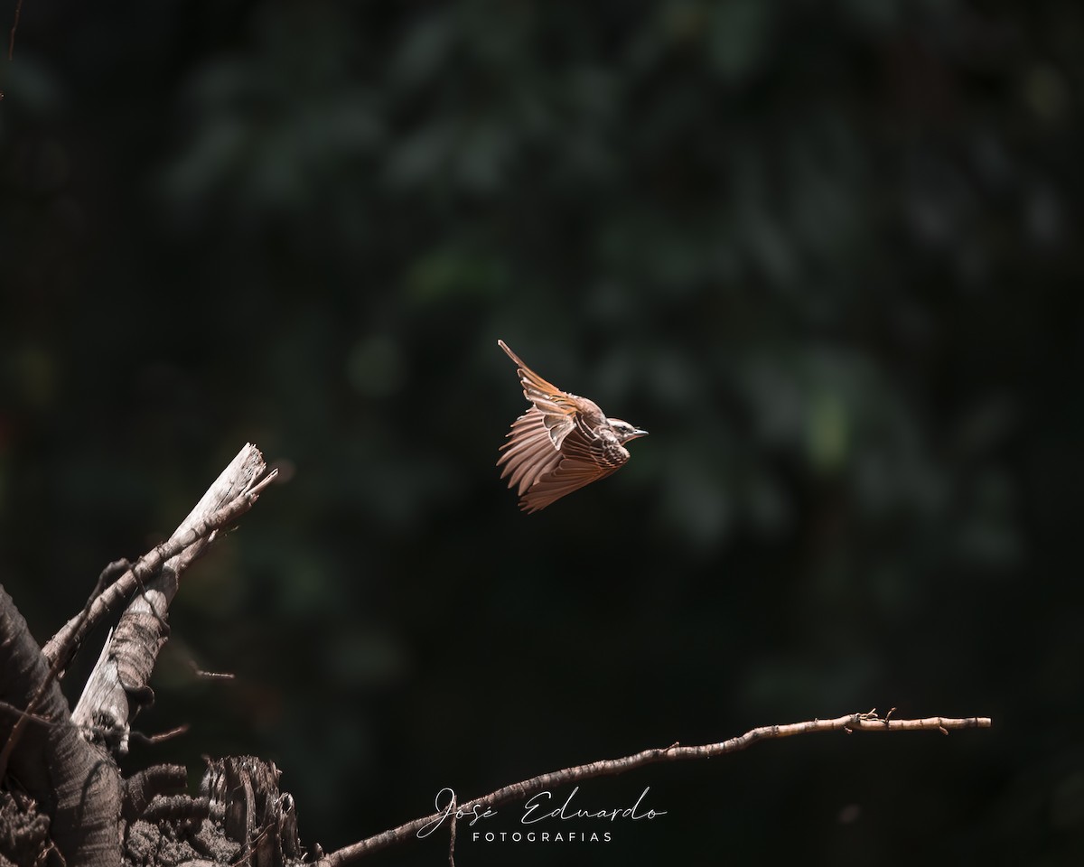 Variegated Flycatcher - ML646948021