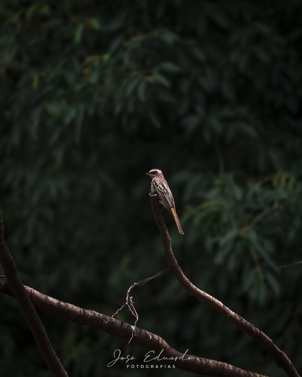 Variegated Flycatcher - ML646948022
