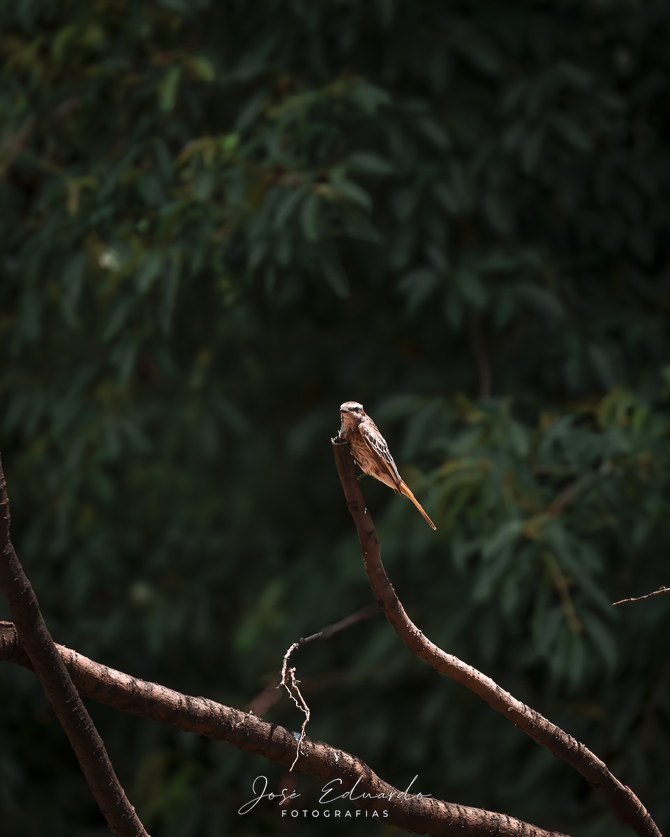 Variegated Flycatcher - ML646948023
