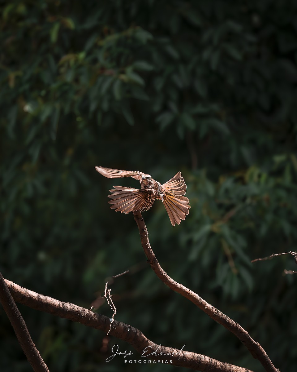Variegated Flycatcher - ML646948024