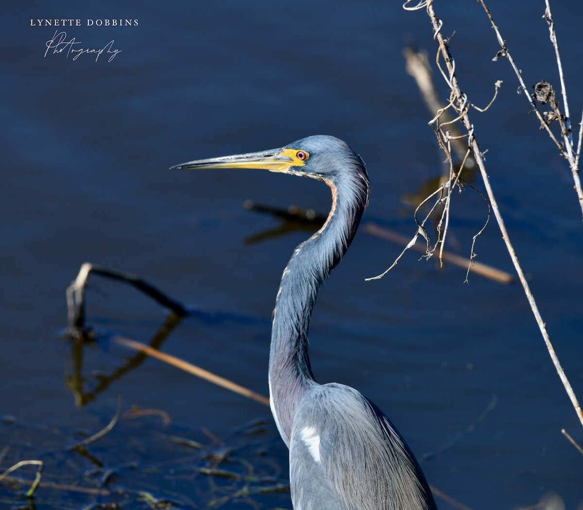 Tricolored Heron - ML646948029