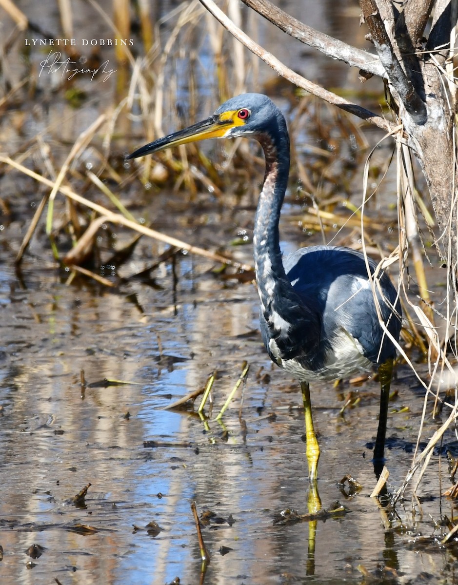 Tricolored Heron - ML646948030