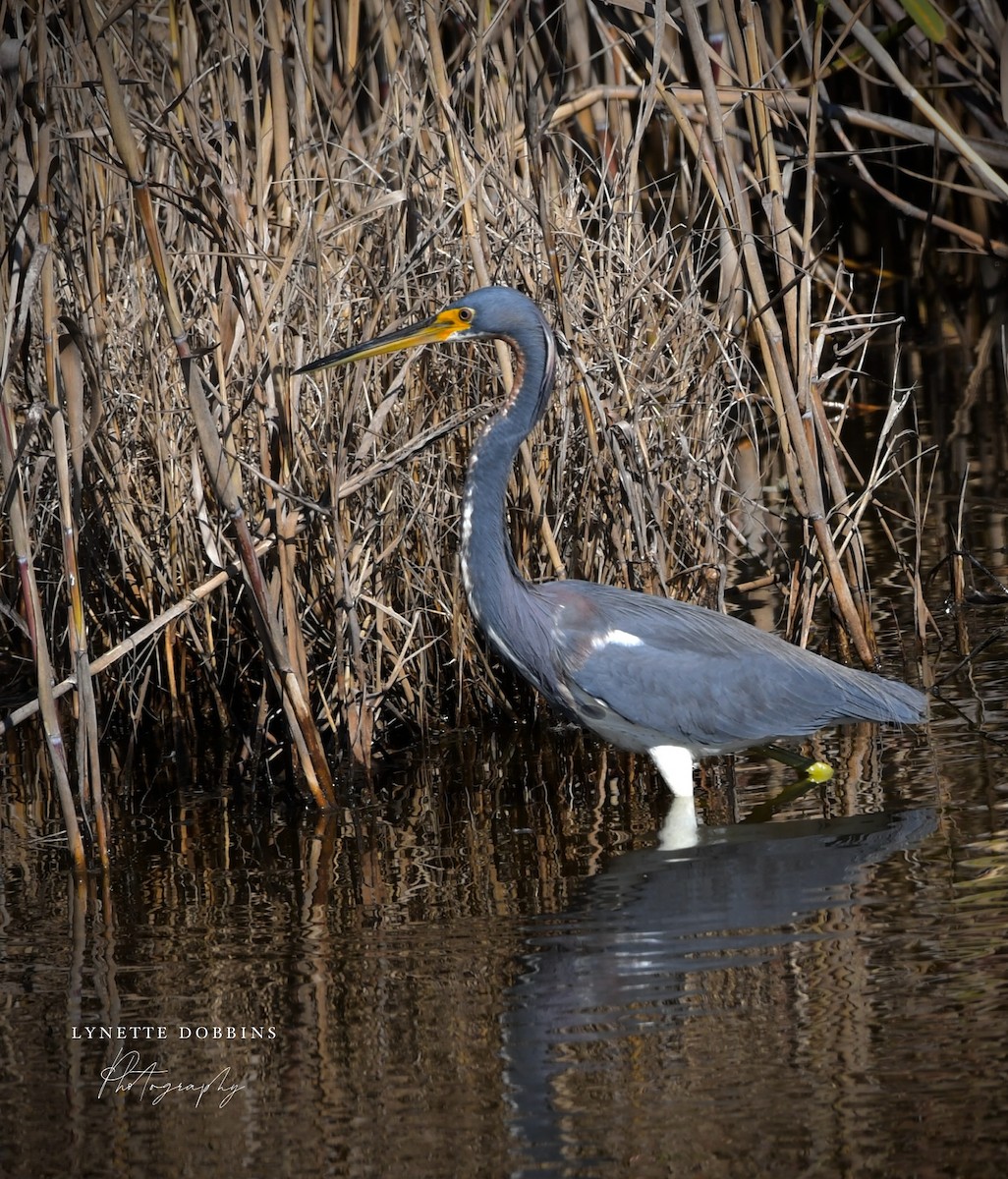 Tricolored Heron - ML646948031