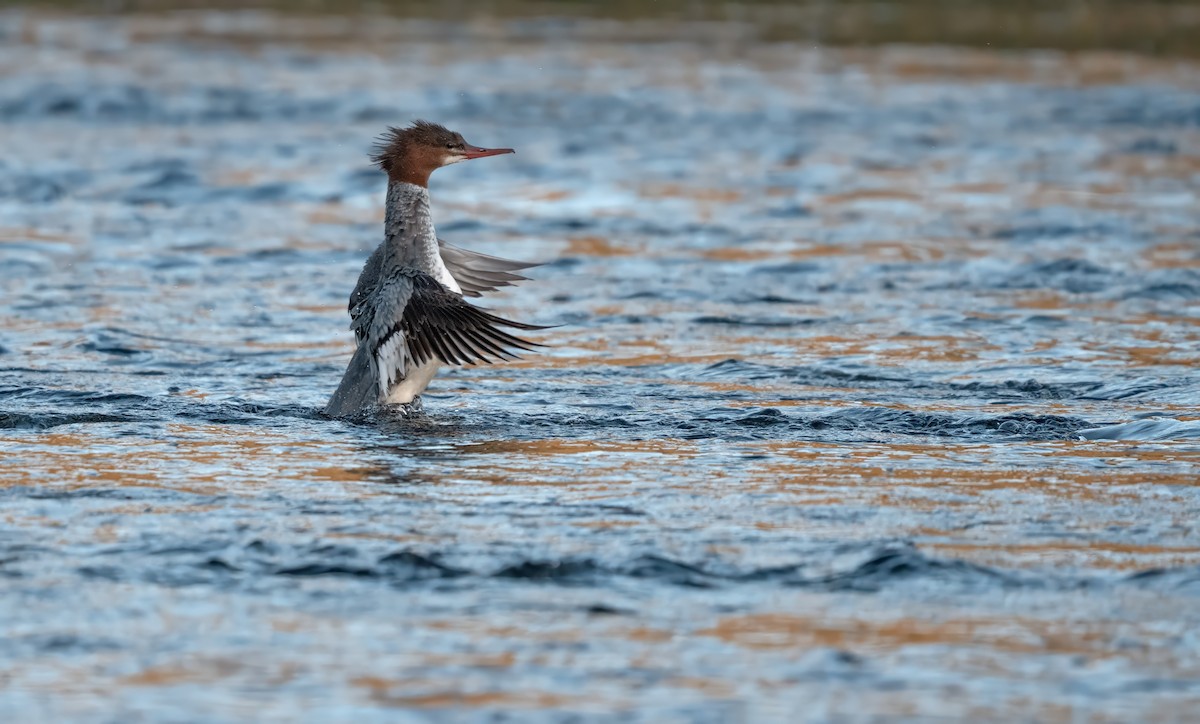 Zerra handia - ML646948032