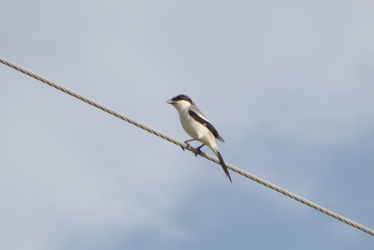 Loggerhead Shrike - ML646948036