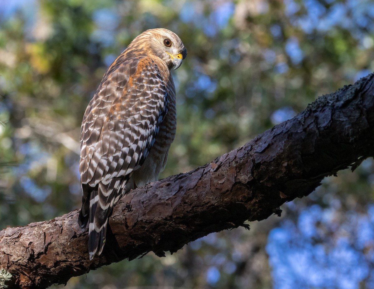 Красноплечий канюк - ML646948037