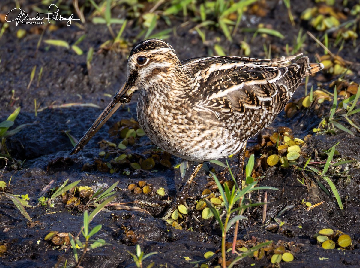 Wilson's Snipe - ML646948038