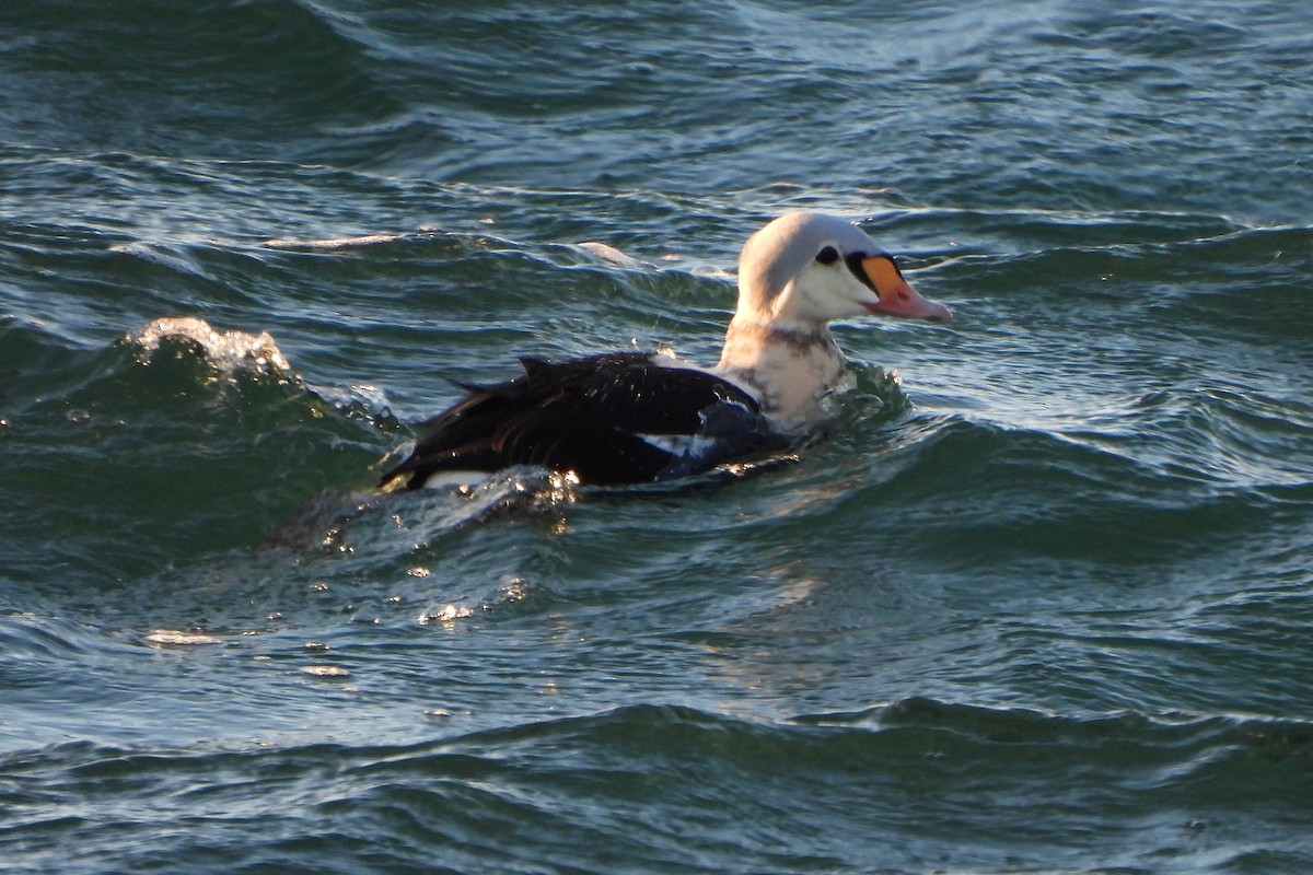 King Eider - ML646948039