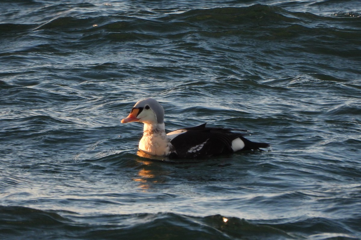King Eider - ML646948040