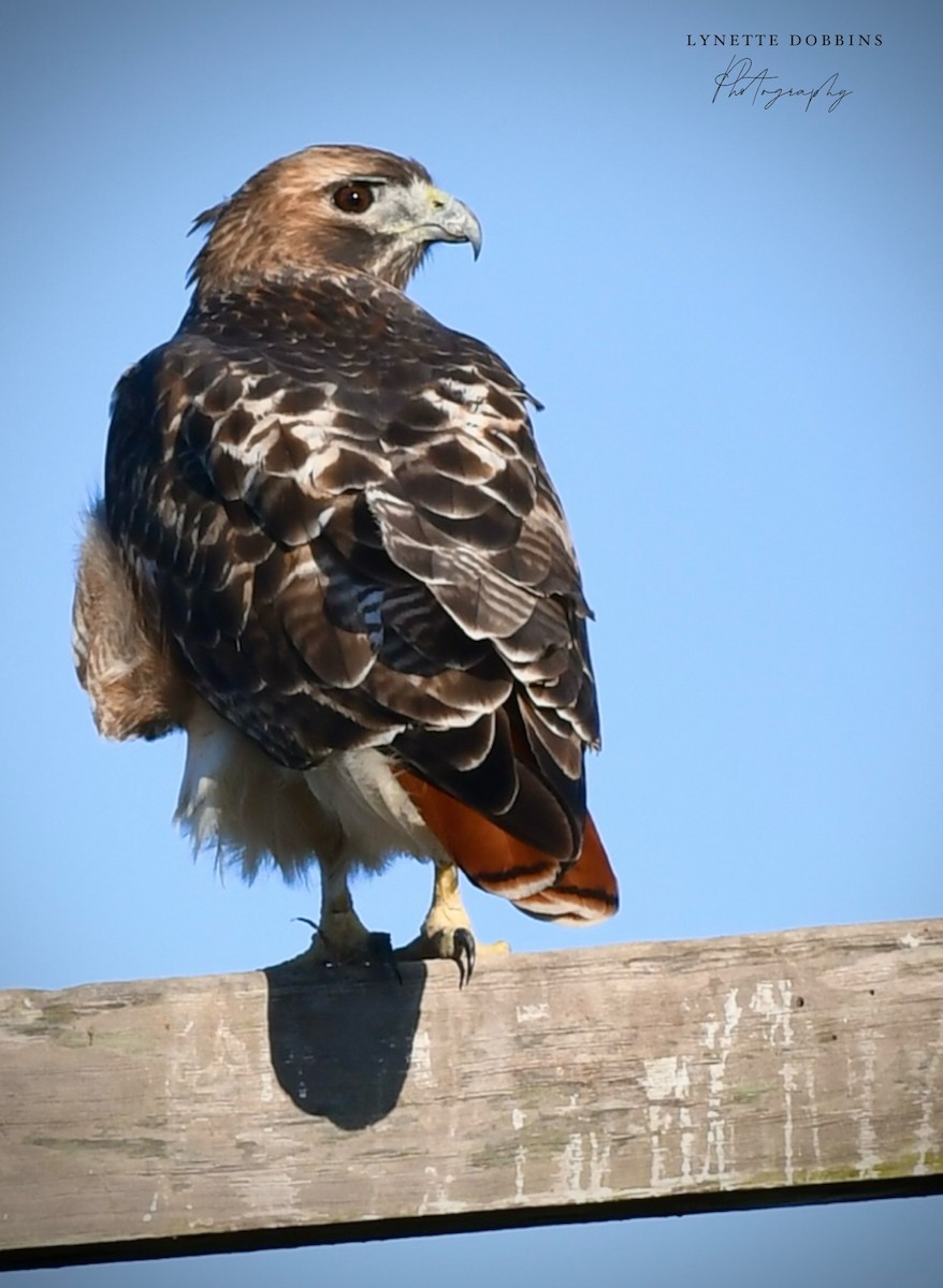 Busardo Colirrojo - ML646948041