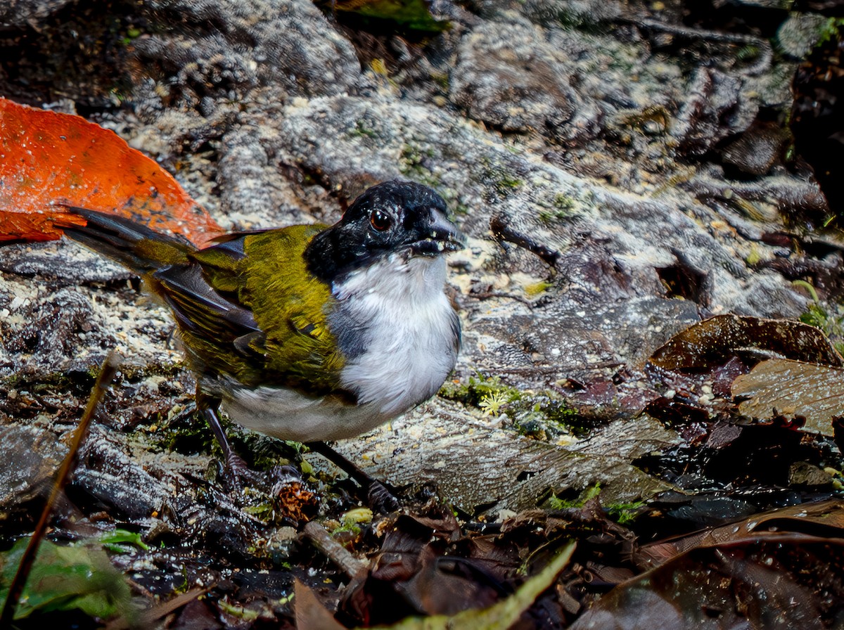 Black-headed Brushfinch - ML646948042