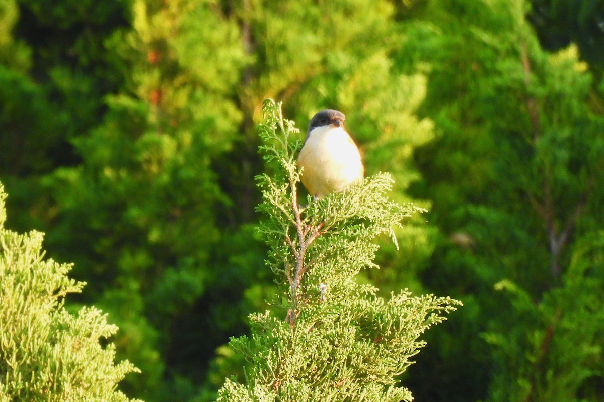 Alcaudón Birmano - ML646948043