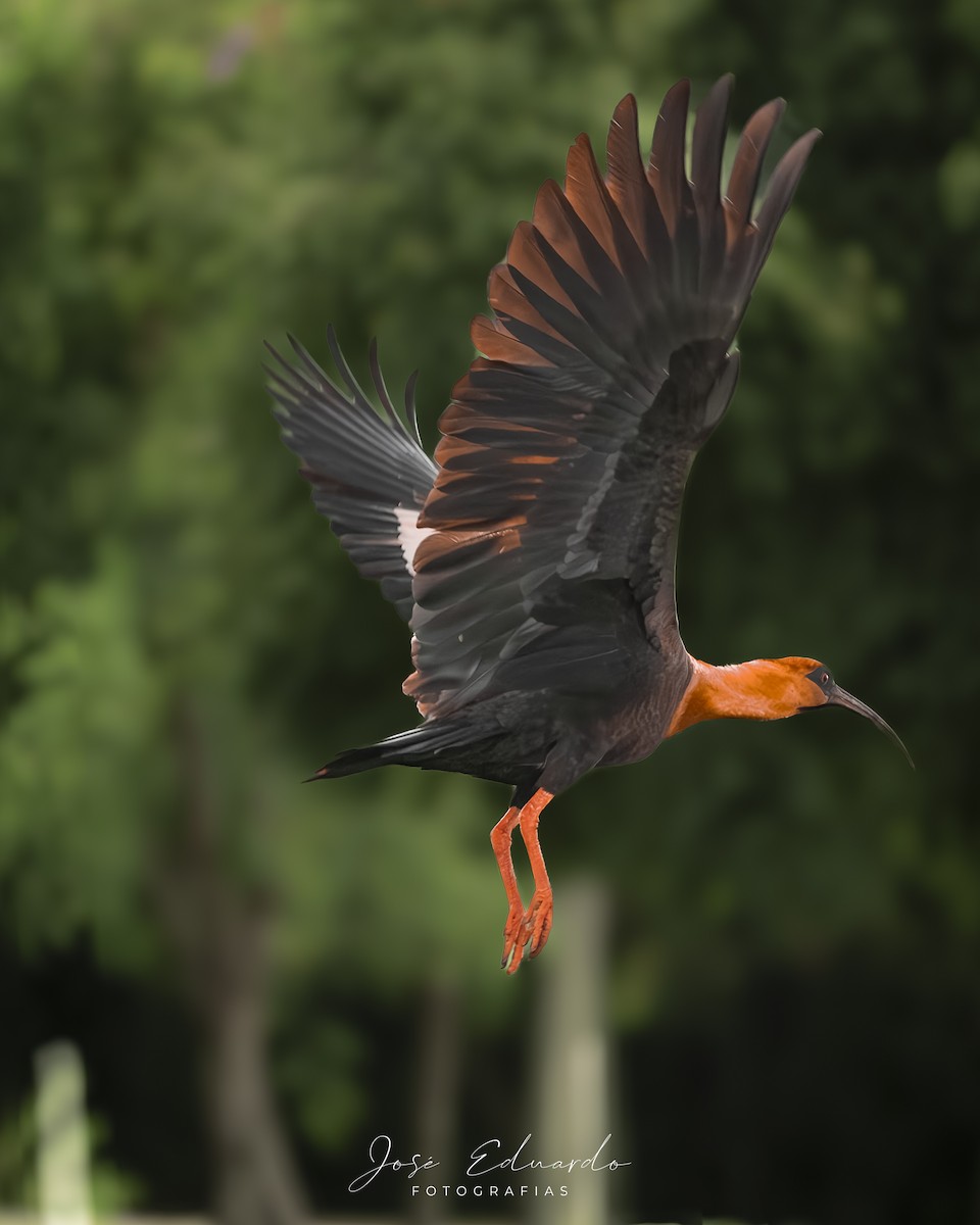 Bandurria Común - ML646948044