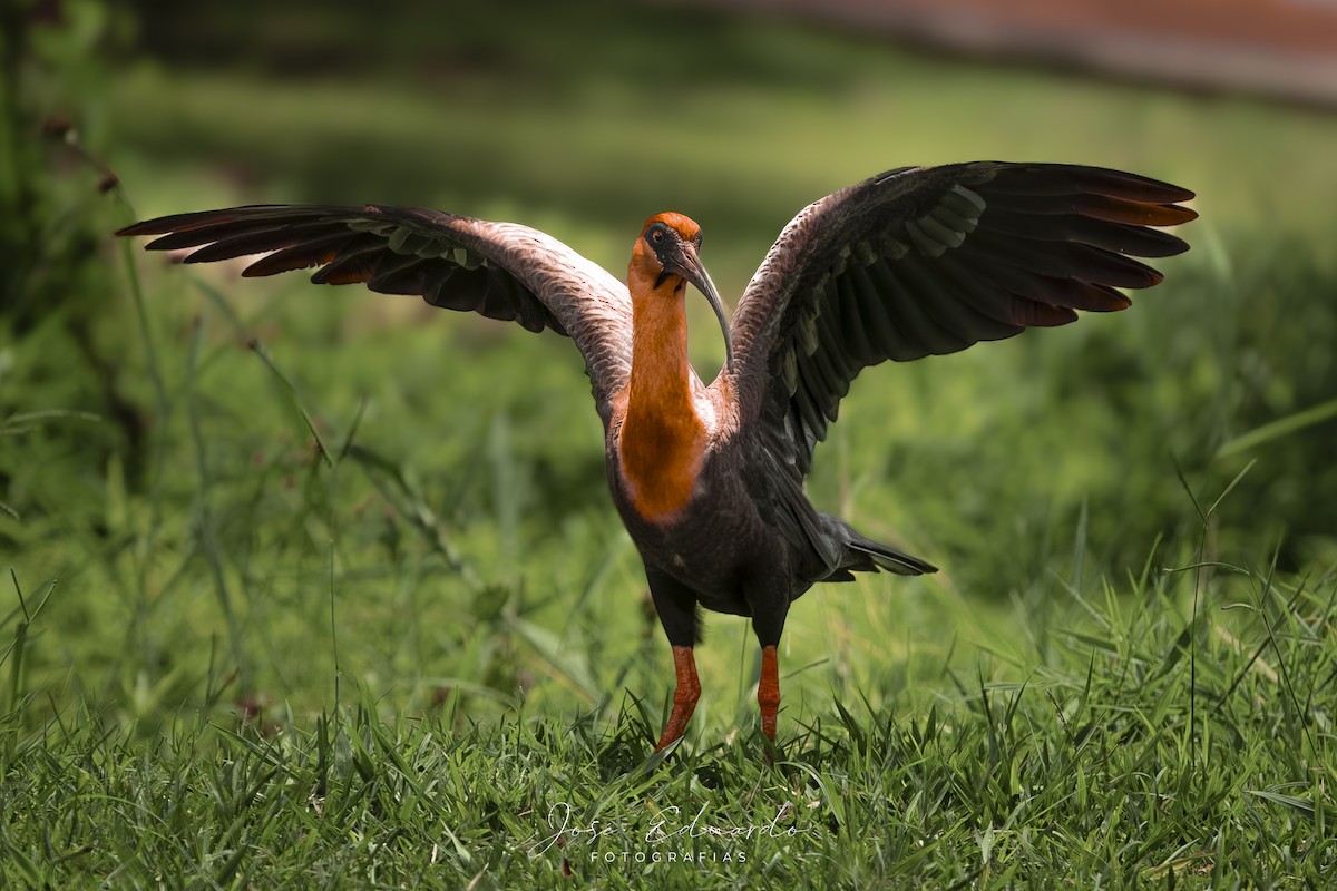 Bandurria Común - ML646948045