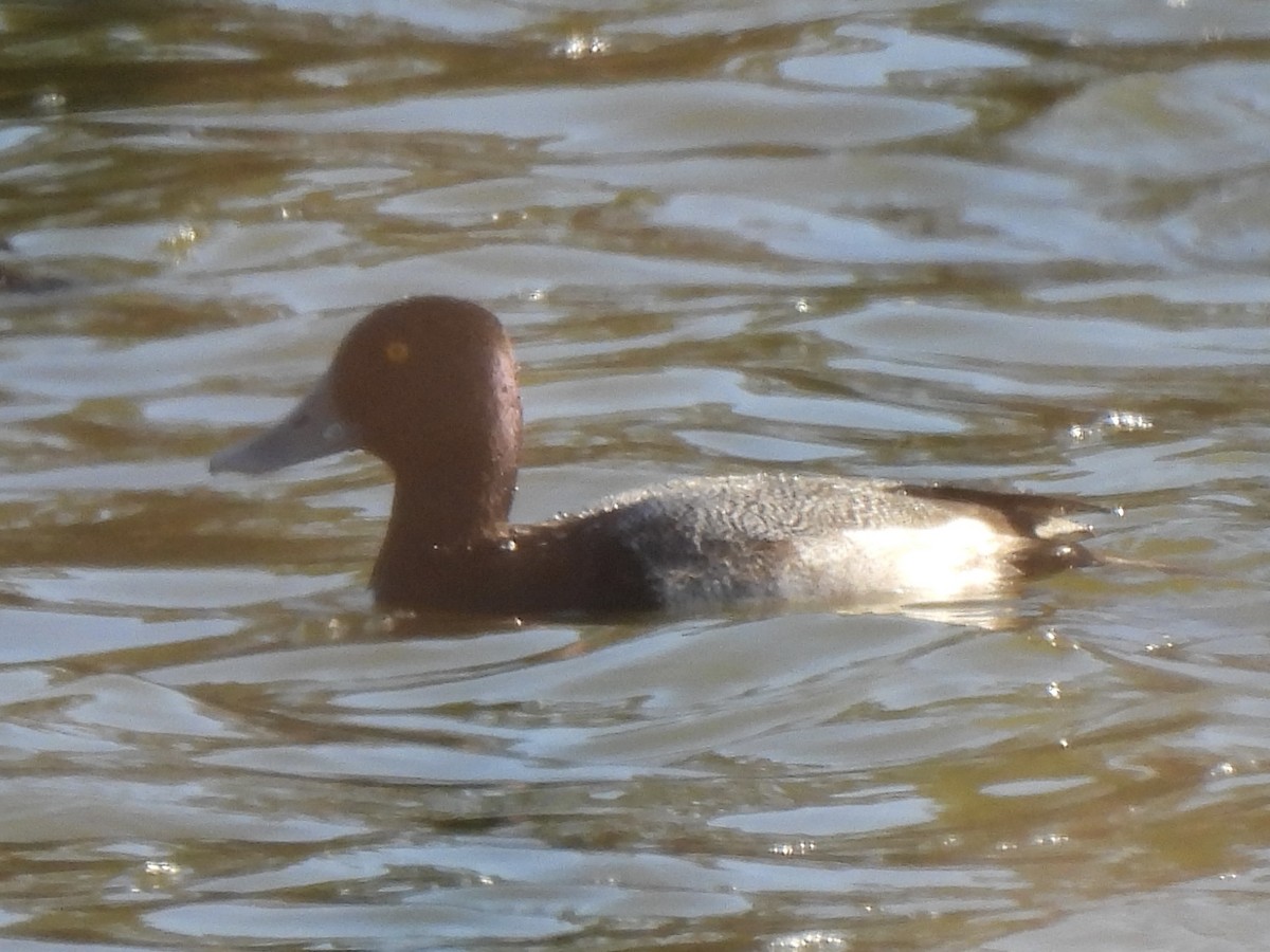 Berg-/Kanadabergente - ML646948047