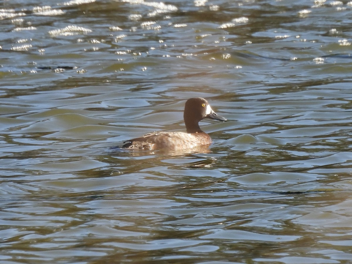 Berg-/Kanadabergente - ML646948048