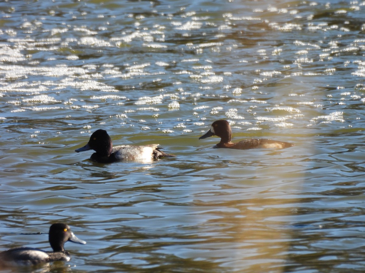 Berg-/Kanadabergente - ML646948049