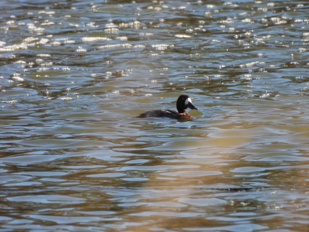 Berg-/Kanadabergente - ML646948050