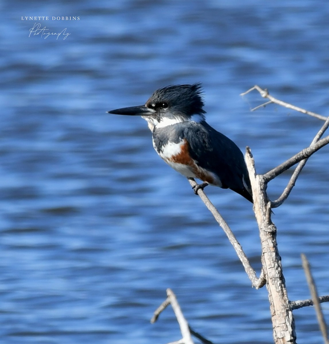 Martín Gigante Norteamericano - ML646948051