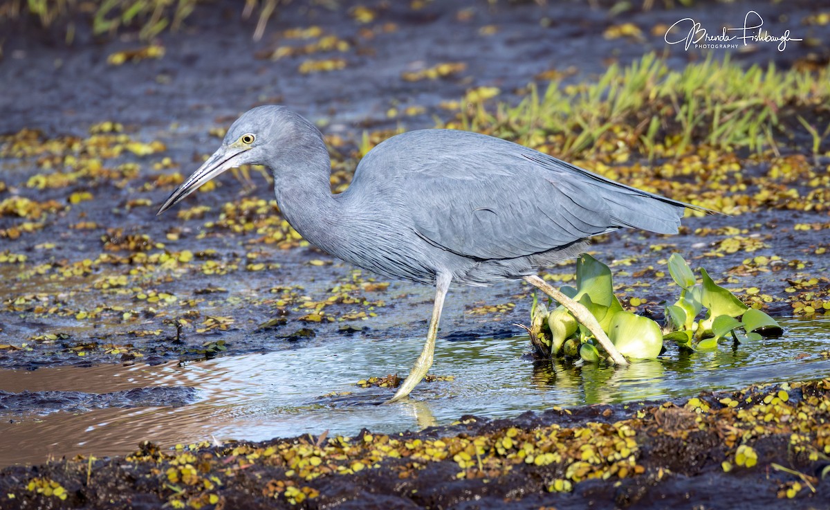 Garceta Azul - ML646948055