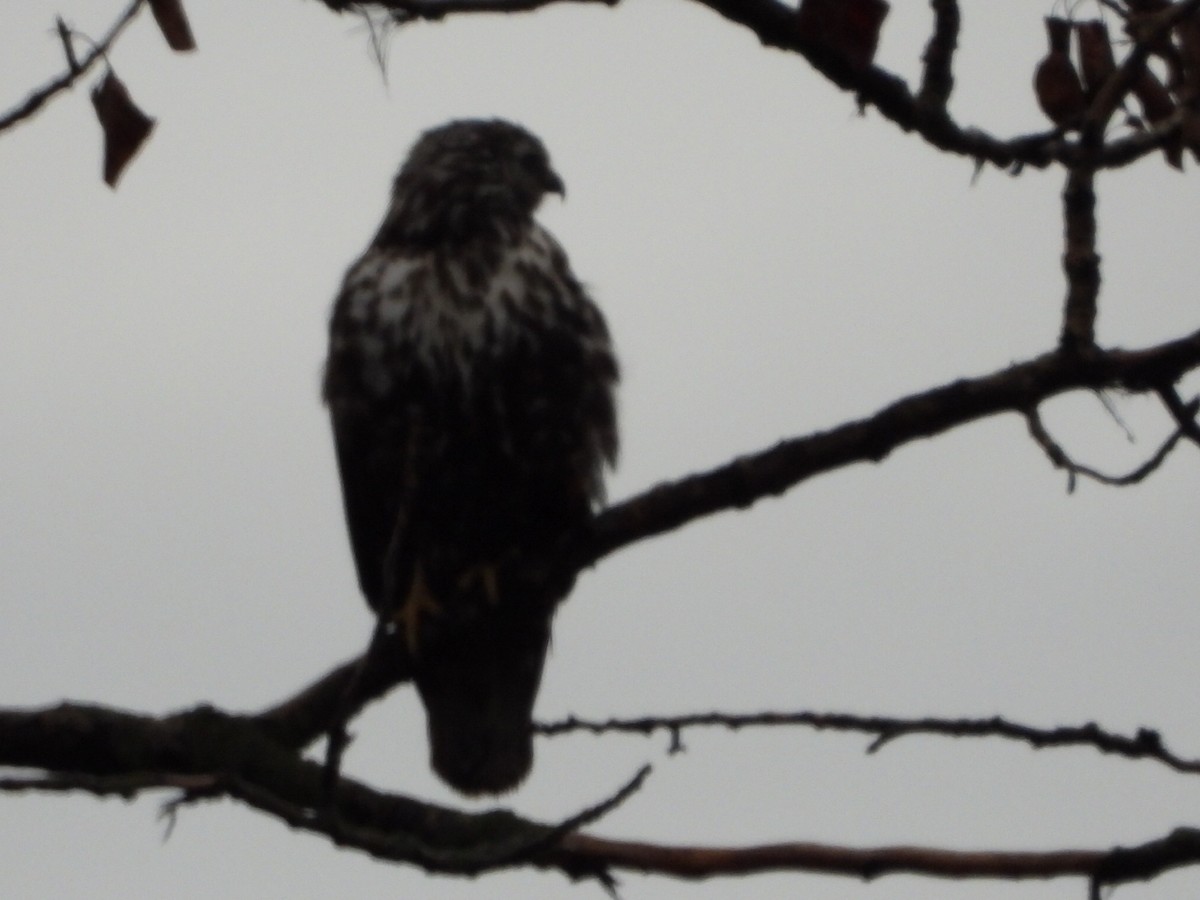 Busardo Colirrojo - ML646948056