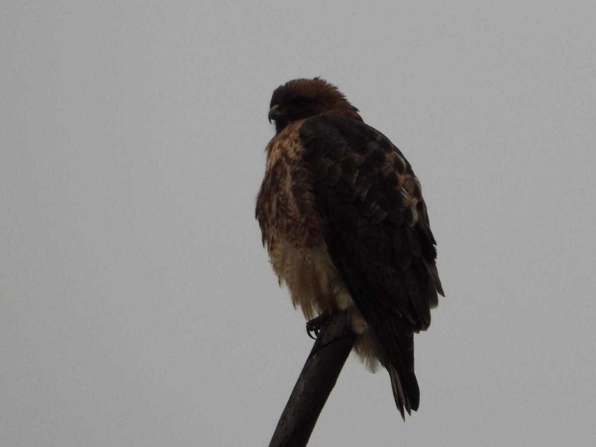 Busardo Colirrojo - ML646948057