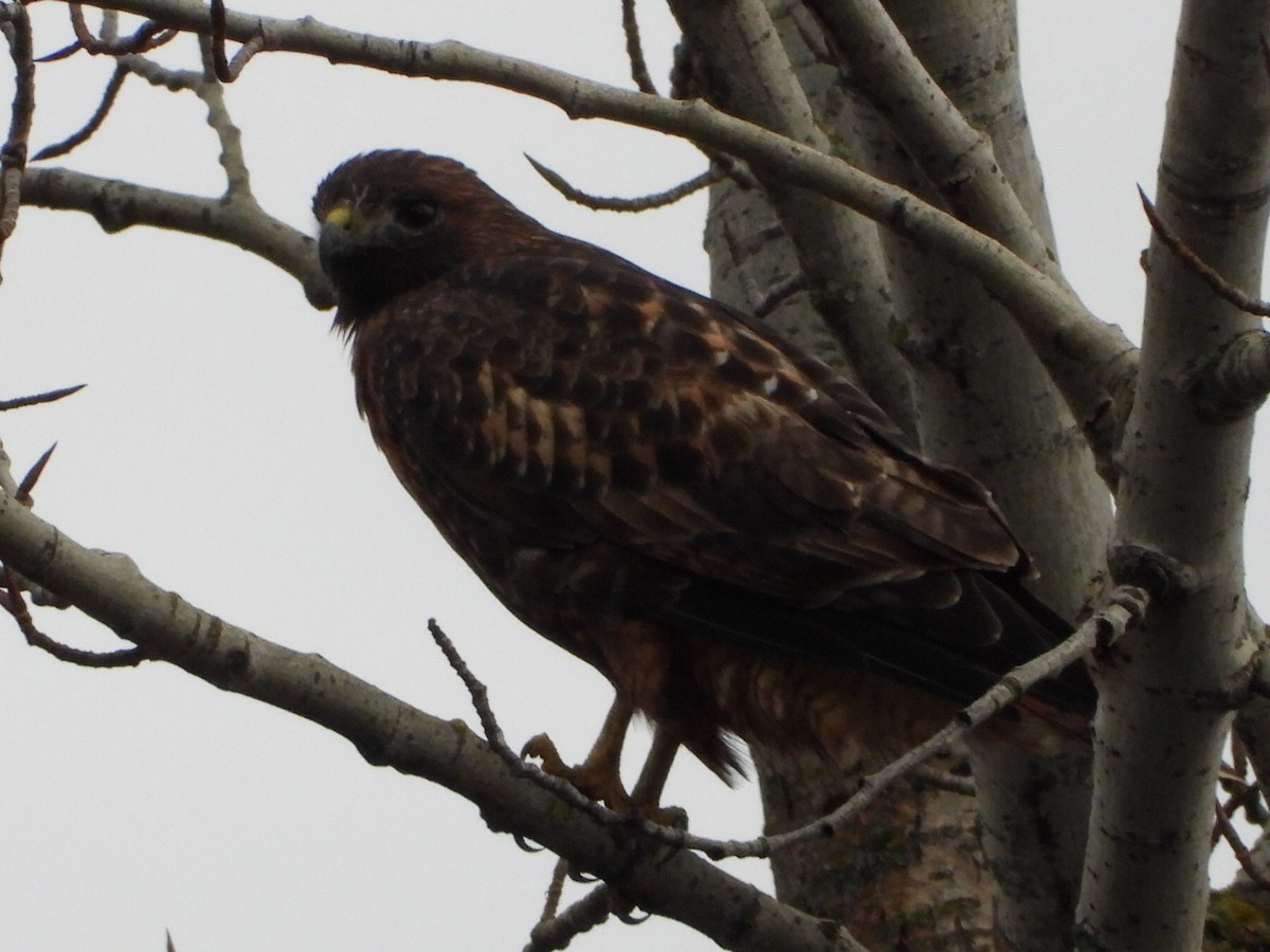 Busardo Colirrojo - ML646948058