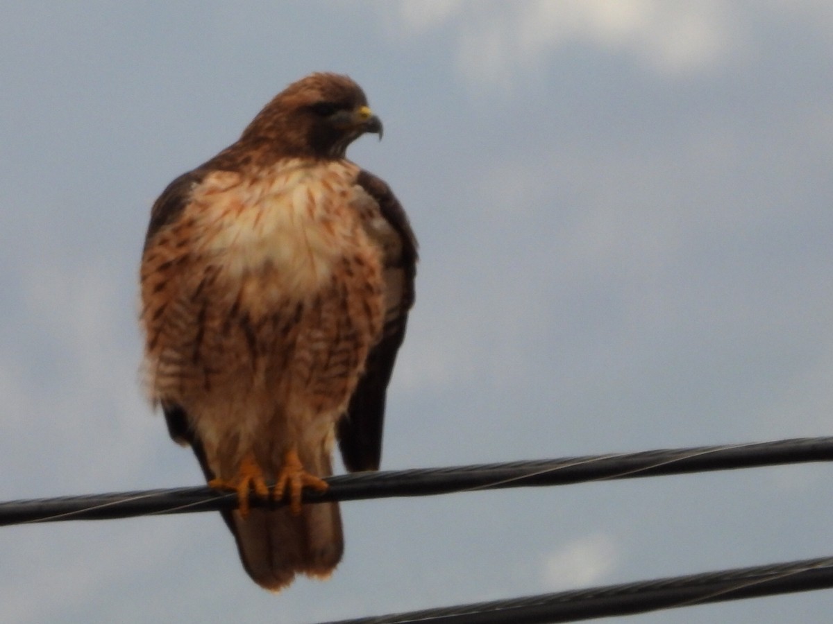 Busardo Colirrojo - ML646948059