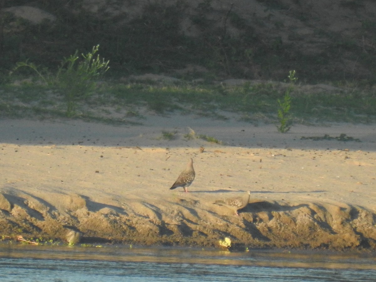 Fleckentaube - ML646948060