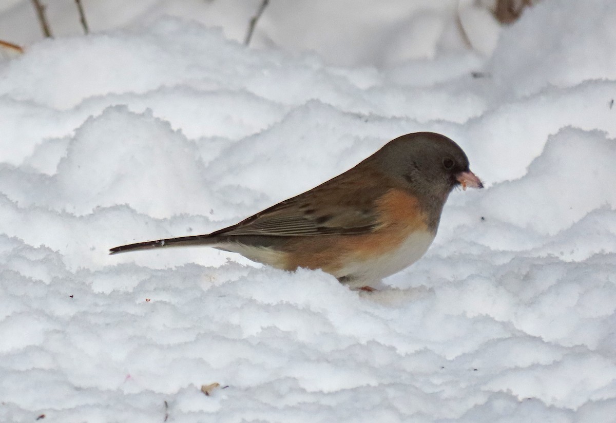 Junco Ojioscuro (de Oregón) - ML646948061