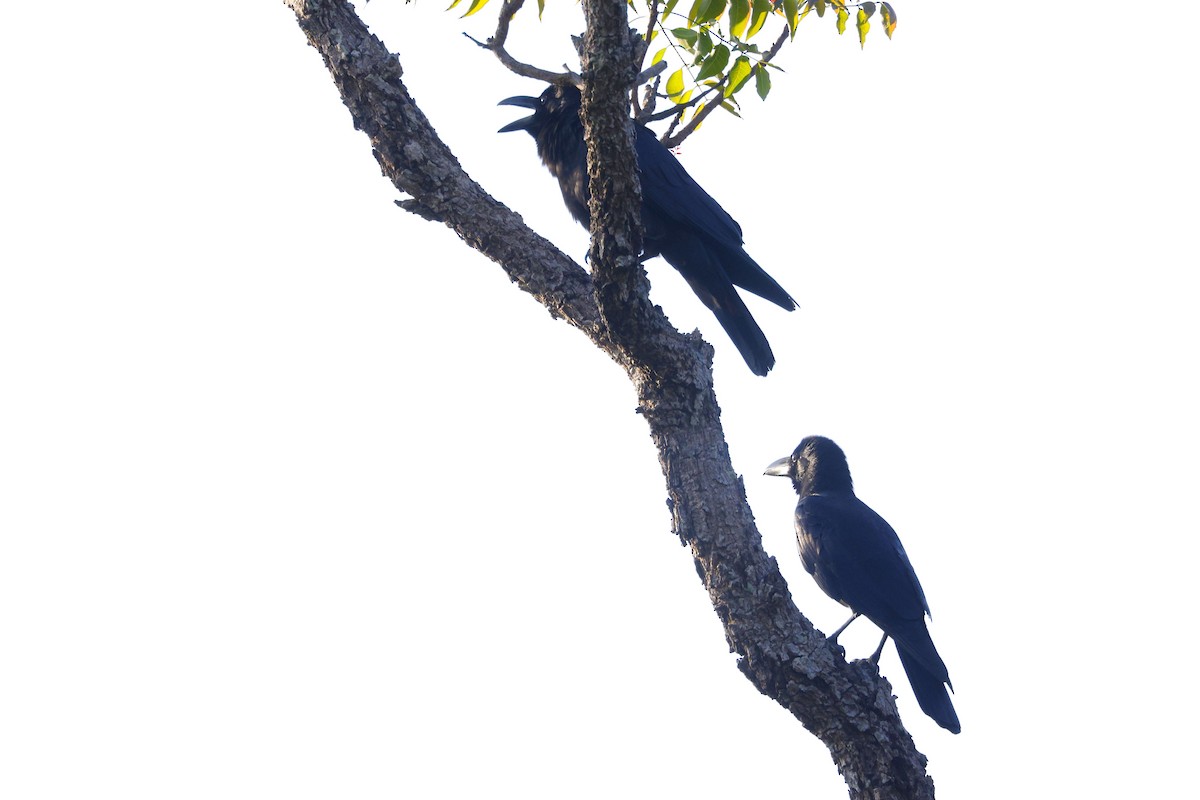 Cuervo Picudo - ML646948062