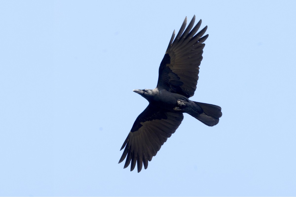 Cuervo Picudo - ML646948063