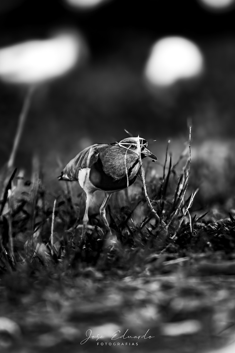 Avefría Tero - ML646948064