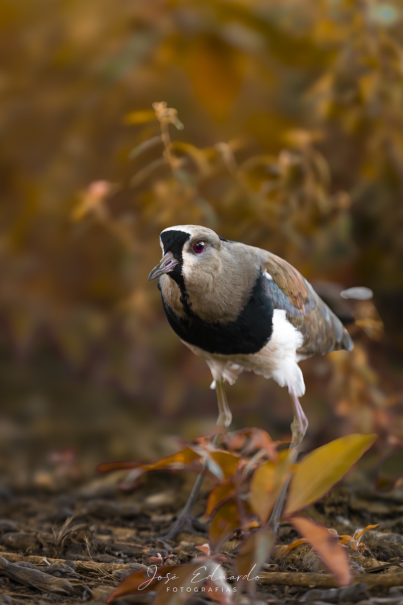 Avefría Tero - ML646948065