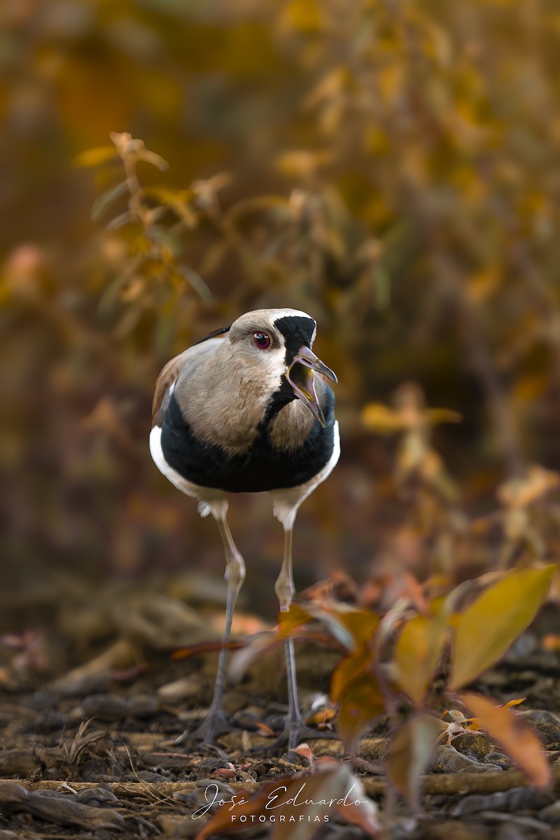 Avefría Tero - ML646948066