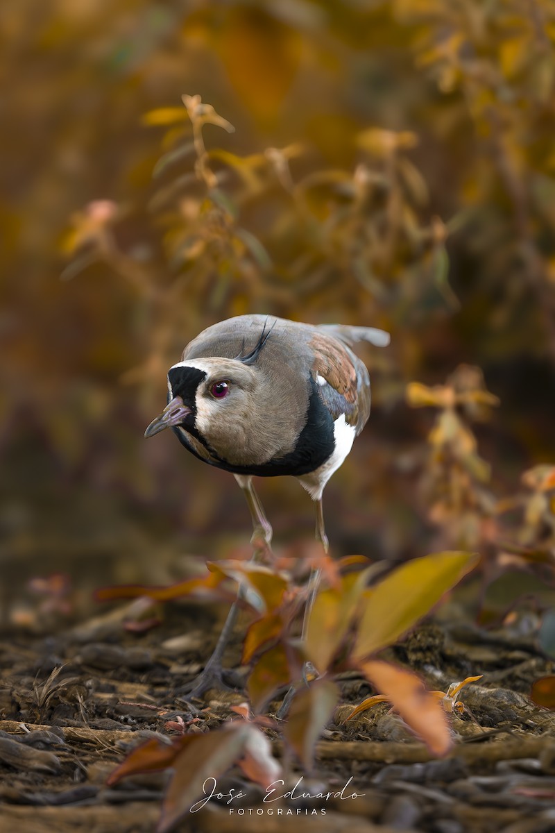 Southern Lapwing - ML646948067